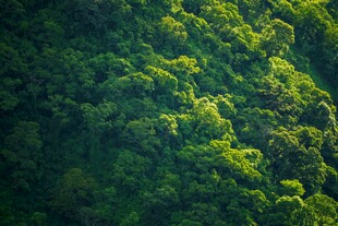 翠绿山林生机盎然