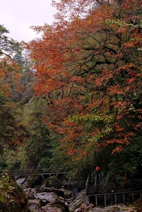 秋日山林溪流红叶美景
