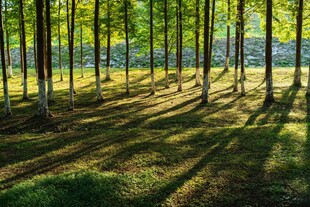 秋日林间光影美景