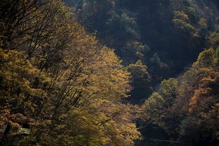秋日山林美景