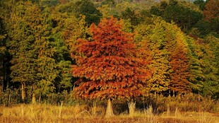 秋日山林绚烂彩叶景色