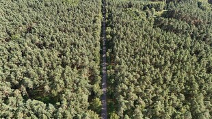 空中俯瞰茂密森林景观