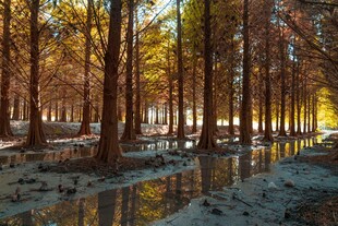 冬日水杉林的静谧美景