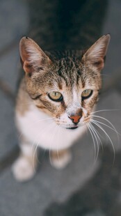 可爱猫咪特写