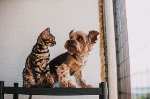 两只萌宠猫咪与小狗