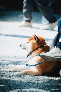 路边休憩的可爱柴犬