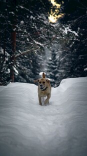 雪地中独行的狗狗