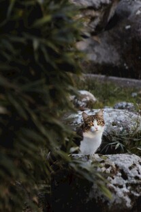 竹林中休憩的可爱猫咪