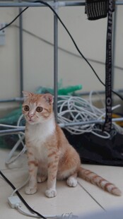 可爱猫咪坐于杂乱线缆旁
