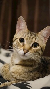 可爱猫咪惬意趴卧