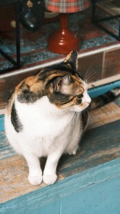 三色猫咪端坐凝视