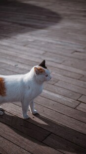 木地板上的斑点猫咪
