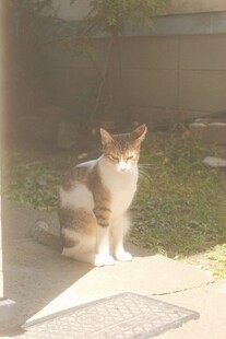 阳光下的三色猫咪