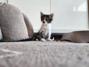 可爱小猫坐于柔软地毯上