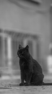 黑猫独坐街头