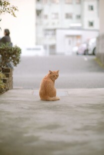 街边独坐的橘猫
