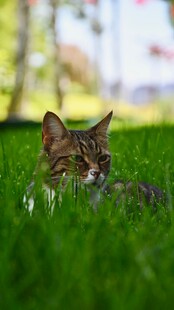 草地上休憩的可爱猫咪
