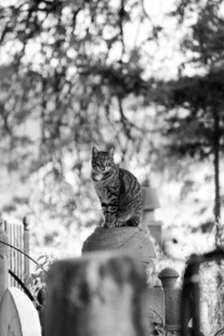 墓地中的神秘猫咪