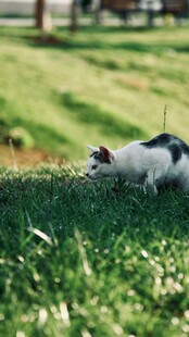 草地上的可爱黑白小猫