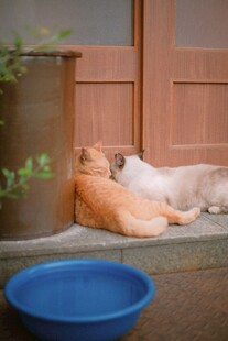 两只猫咪惬意躺卧门口