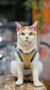 可爱三色猫穿背带坐立