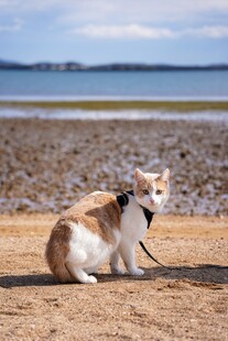 沙滩上的可爱猫咪