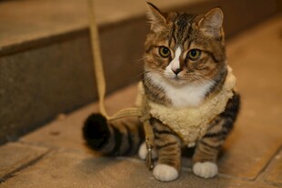 穿衣服的猫咪坐于台阶上