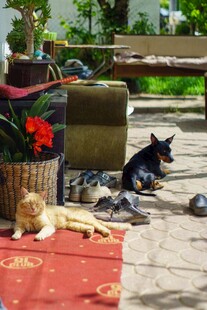 户外休憩的猫咪们