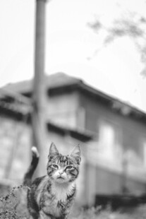 黑白照片中的可爱小猫