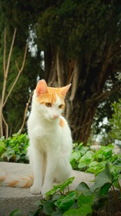 戴橘帽的可爱猫咪