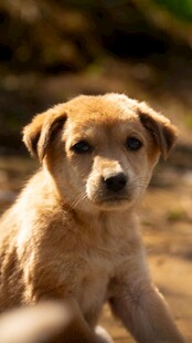可爱幼犬户外萌态