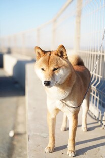 户外站立的可爱柴犬