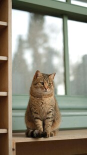 窗边猫咪静坐