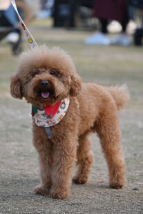 可爱泰迪犬户外戴巾模样