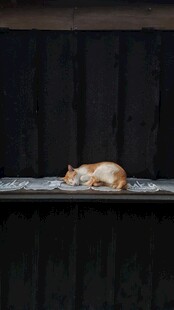 熟睡的猫咪在黑色平台上
