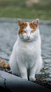 白身橘头猫咪坐于户外