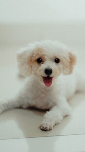 可爱比熊犬趴坐卖萌