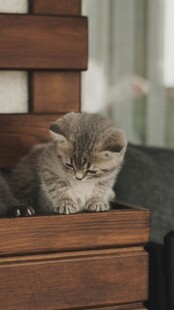 小猫惬意躺卧在木抽屉
