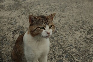 户外的棕白相间猫咪