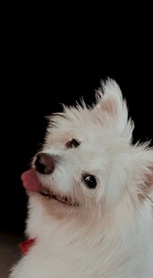 可爱白狗歪头吐舌卖萌