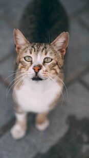 可爱猫咪抬头望