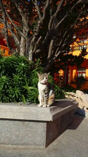 石台上的猫咪