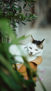 纸箱中的萌猫