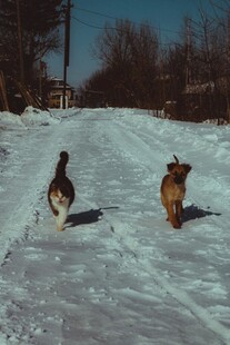 雪地中奔跑的两只动物