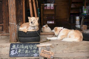 店内休憩的两只可爱狗狗