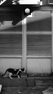 屋檐下的猫咪