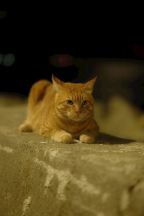 橘猫慵懒趴于石上