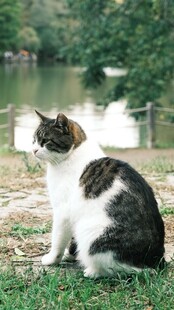草地上的三色猫咪
