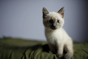 可爱小猫咪端坐