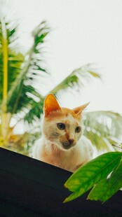 窗边橘猫与绿植